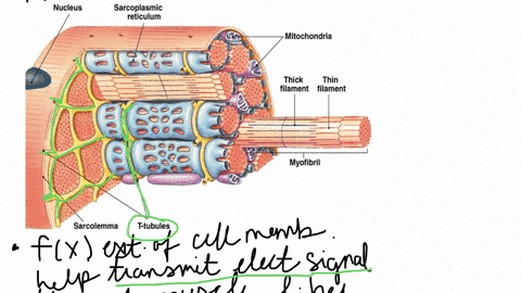 how-would-muscle-contractions-be-affected-if-skeletal-muscle-fibers-did-not-have-t-tubules