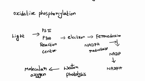 9-describe-what-happens-during-the-light-reactions-of-photosynthesis-by-tracing-the-movement-of-electrons-from-water-to-nadph-describe-when-molecular-oxygen-is-released-as-waste-_-10-describ-24367
