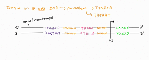 1-in-order-for-a-gene-to-be-expressed-it-must-be-transcribed-into-rna-which-is-done-by-rna-polymerase-rna-polymerase-resembles-dna-polymerase-because-they-both-use-a-single-strand-of-dna-as-29447