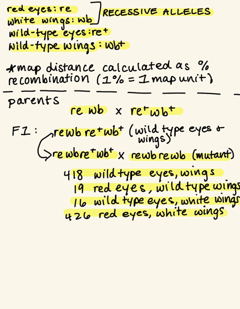 in-silkmoths-bombyx-mori-red-eyes-re-and-white-banded-wings-wb-are-encoded-by-two-mutant-alleles-that-are-recessive-to-those-that-produce-wild-type-traits-re-and-wb-these-two-genes-are-on-th-20583
