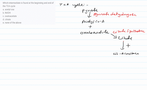 which-intermediate-is-found-at-the-beginning-and-end-of-the-tca-cycle-a-acetyl-coa-b-nadh-c-oxaloacetate-d-citrate-e-none-of-the-above-53055