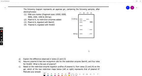 the-following-diagram-represents-an-agarose-gel-containing-the-following-samples-after-electrophoresis-1-dna-size-marker-fragment-sizes-10000-6000-4000-2000-1000-500-bp-2-plasmid-a-no-restri-94946