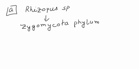 which-of-the-following-fungi-is-mismatched-with-its-main-morphological-characteristics-o-a-rhizopus-spzygomycota-diploid-hyphaeforms-ascospores-b-stachybotrys-sp-ascomycota-mycelia-form-pair-45502