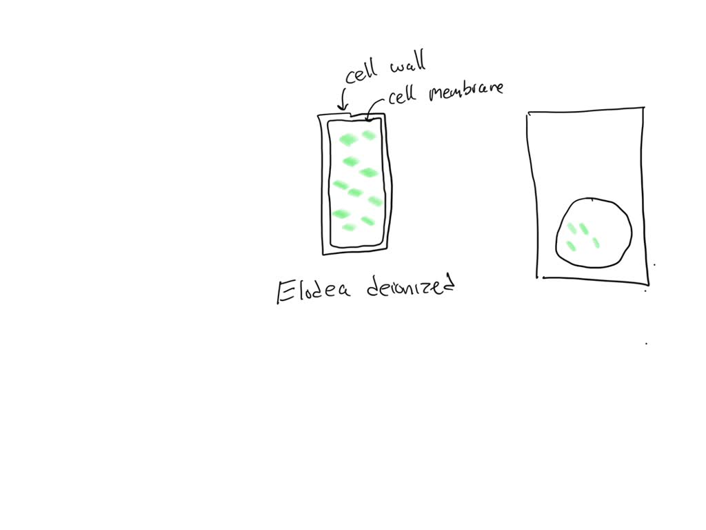 SOLVED: Experiment 2. Osmosis in live Elodea/Results Draw a typical ...