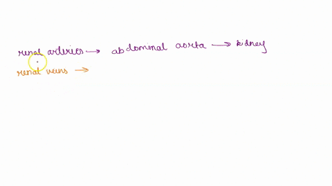 activity-5-structure-and-function-of-the-urinary-structure-system-function-renal-arteries-renal-veins-kidneys-nephrons-ureters-renal-pelvis-renal-medulla-renal-cortex-bladder-urethra-labeled-64323
