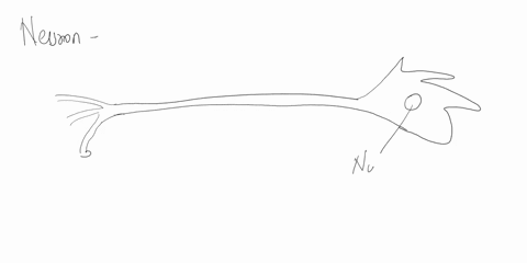 which-part-of-a-neuron-receives-signals-and-which-part-transmits-them-to-the-next-cell-in-an-electrical-signal-explain-your-answer-2-marks-25877