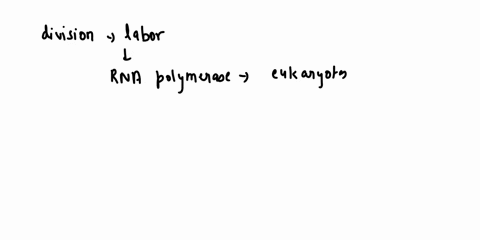 rna-polymerases-show-division-of-labour-in-eukaryotes-justifyanswer-me-guys-plzz-39222