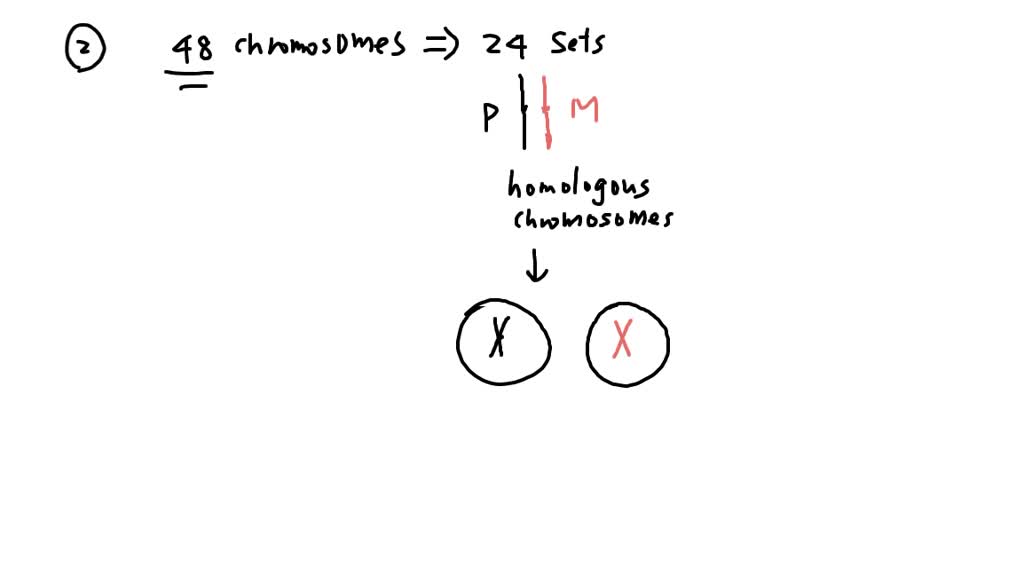 SOLVED: A normal diploid cell from a chimpanzee has 48 chromosomes. How