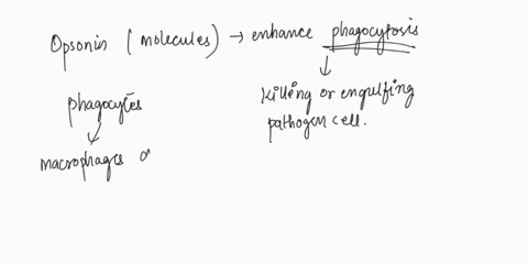 which-of-the-following-immune-system-components-can-function-as-an-opsonin-a-antibodies-b-t-cell-receptors-c-histamines-dinterferons-58335