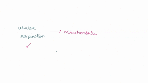cellular-respiration-is-the-process-cells-use-to-obtain-energy-from-food-in-which-organelle-does-cellular-respiration-occur-45935