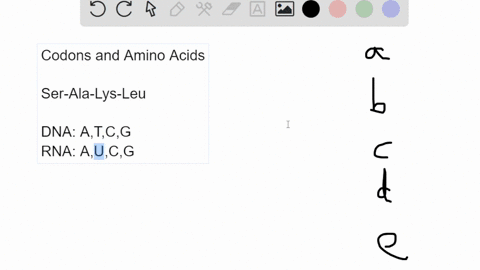 given-below-are-some-codons-and-their-corresponding-amino-acids_-uuu-phenylalanine-uau-tyrosine-uua-leucine-uaa-nonsense-gca-alanine-aau-asparagine-aag-lysine-ugc-cysteine-guu-valine-ucg-ser-99033