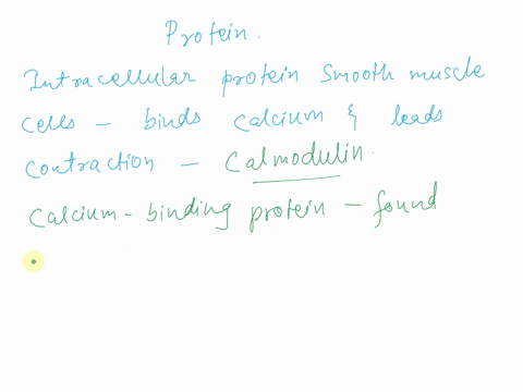 what-intracellular-protein-of-smooth-muscle-cells-binds-calcium-and-leads-to-contraction-phosphagen-creatine-tropomyosin-calmodulin-51443