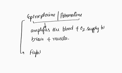 1the-blood-and-oxygen-supply-to-the-brain-and-muscles-is-magnified-by-what-hormone2ovaries-produce-a-hormone-which-is-useful-for-maturation-of-the-female-ova-it-is-not-the-follicle-stimulati-22295