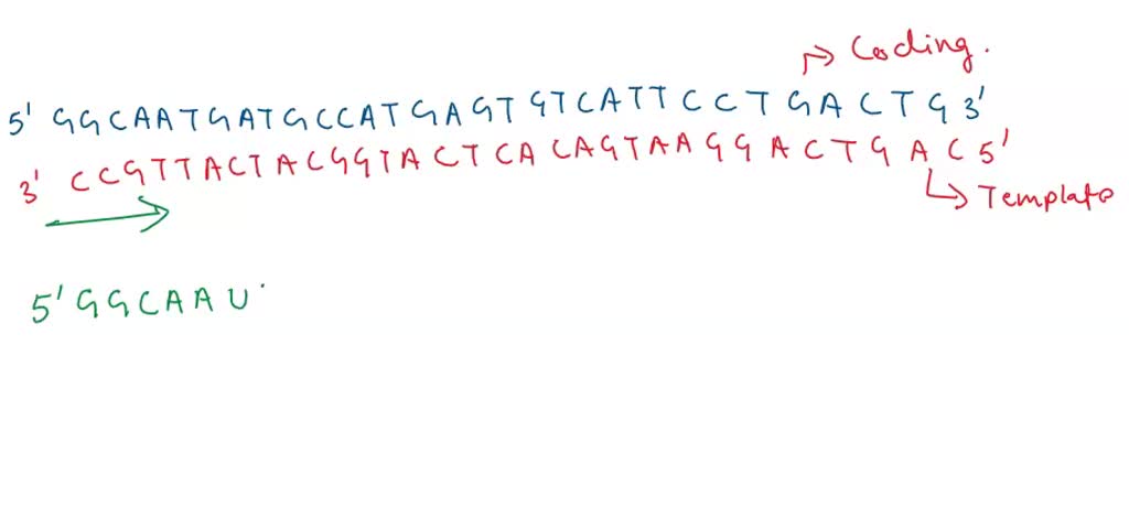 SOLVED: A. A polypeptide chain has the following sequence: Met-Leu-Ser ...