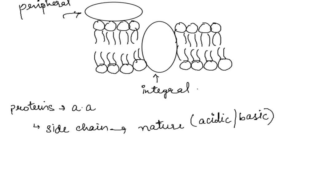 SOLVED What distribution of amino acids would you expect to find in a protein embedded in a