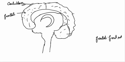 label-the-diagram-of-the-human-brain-2-35966