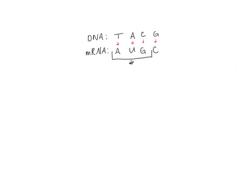 yatne-ometimes-mutations-appropriate-jlu-are-silent-enzymes-the-mistake-having-o-becomes-he-mutation-can-have-effect-on-the-protein-mutation-priginal-dna-serious-impact-on-the-protein-that-p-44273