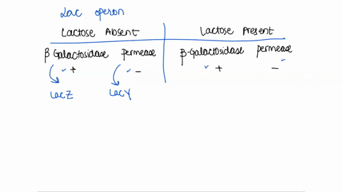 a-strain-of-e-coli-shows-the-following-activities-indicating-presence-of-activity-indicating-absence-ofactivity-of-beta-galactosidase-and-permease-in-the-absence-and-presence-of-lactose-in-t-18094