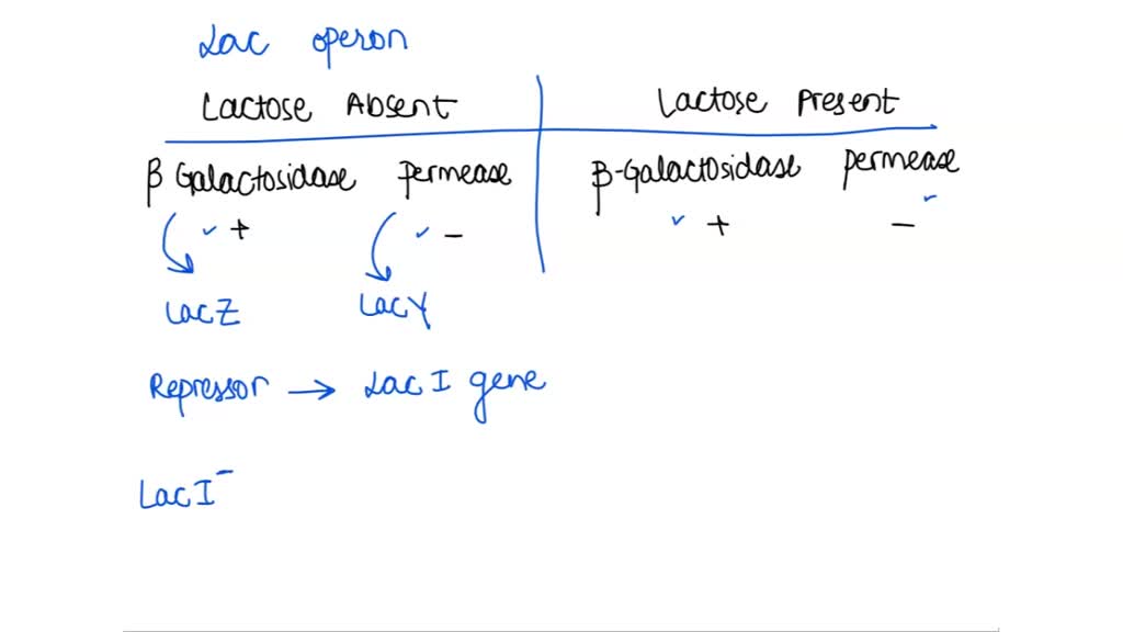 SOLVED: A strain of E. coli shows the following activities ...