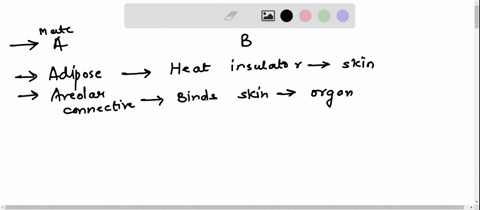 part-bassessments-answers-may-be-used-more-than-once-aa-columna-column-b-aadipose-1forms-framework-of-outer-ear-bareolar-connective-2-functions-as-heat-insulator-beneath-skin-cblood-dbonecom-48156