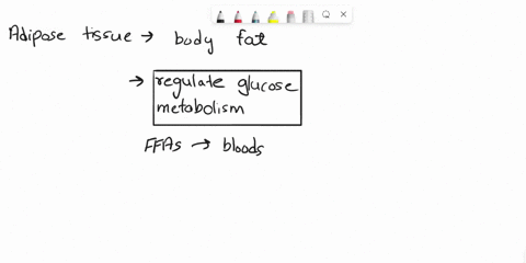 what-is-the-role-of-adipose-tissue-and-free-fatty-acids-in-hyperglycemia-and-insuline-resistance-92381