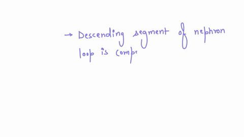 which-of-the-following-is-not-composed-of-cuboidal-epithelium-the-collecting-duct-the-ascending-segment-of-the-nephron-loop-the-distal-convoluted-tubule-the-descending-segment-of-the-nephron-48632