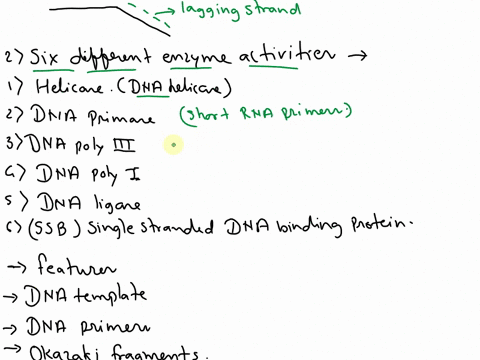 dna-replication-sketch-a-replication-fork-of-bacterial-dna-in-which-one-strand-is-being-replicated-d-60428