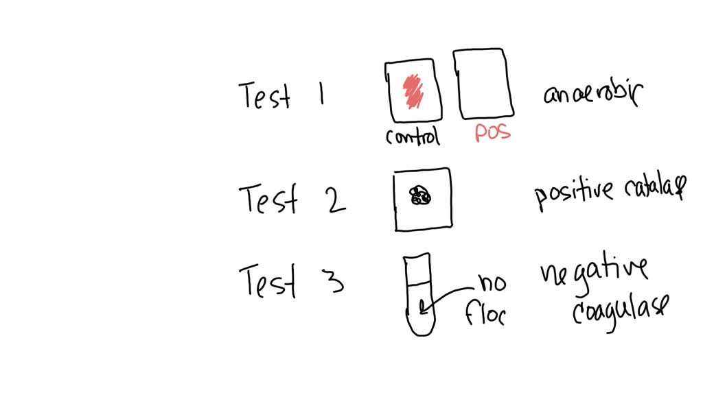 SOLVED An unknown bacterium (Sample B) was tested using several of the