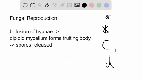 which-of-the-following-cells-or-structures-are-associated-with-asexual-reproduction-in-fungi-a-ascos-03336