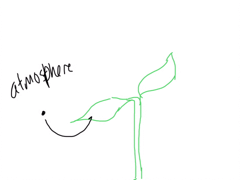 1-trace-carbon-through-the-system-from-the-atmosphere-to-sucrose-in-the-leaves-making-sure-to-include-the-processes-of-diffusion-and-photosynthesis-2trace-carbon-through-the-system-from-the-27228