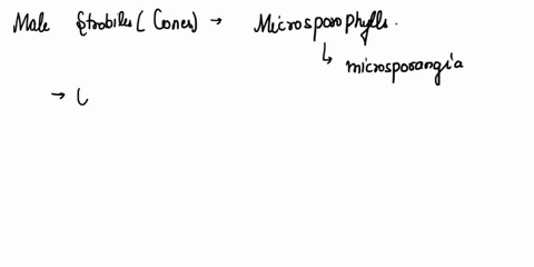 how-are-the-male-gametes-of-gymnosperms-formed-what-is-the-relationship-between-the-pollen-grains-and-the-concept-of-alternation-of-generations-24054