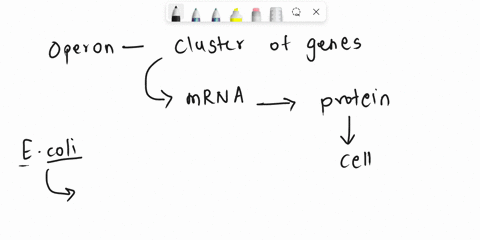 in-escherichia-coli-lac-operon-is-induced-by-a-lactose-b-promoter-gene-c-b-galactosidase-d-i-gene-15623