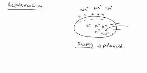 during-the-repolarization-phase-of-the-action-potential-it-1s-correct-t0-say-that-the-cell-s-pereability-to-sodium-increases-b-the-cells-permeability-to-sodium-decreases-the-cell-s-permeabil-94172