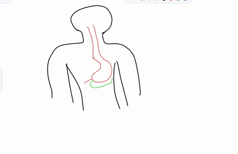 describe-the-position-of-the-pancreas-in-relation-to-the-esophagus