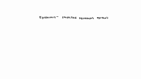which-is-a-loose-connective-tissue-a-epidermis-b-reticular-dermis-c-hypodermis-d-all-of-the-above