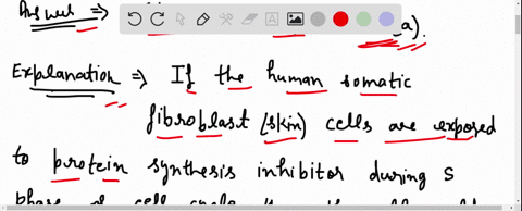 you-are-studying-the-control-of-the-cell-cycle-using-human-somatic-fibroblast-skin-cells-if-you-expose-them-to-a-protein-synthesis-inhibitor-during-s-phase-in-what-phase-of-the-cell-cycle-wo-50807