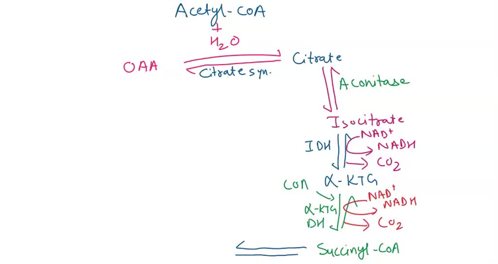 SOLVED Q2 Write the eight steps of the Krebs cycle in detail and show
