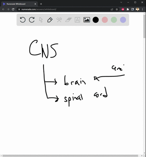 correctly-distinguish-each-indicated-part-of-the-nervous-system-as-belonging-to-the-cns-or-pns-or-both-cerebrum-________-spinal-cord-________-peripheral-neurons-________-brain-_________-neur-08573