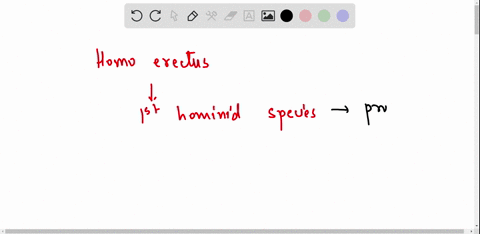 homo-erectus-is-the-first-hominid-species-a-with-a-pronouced-sagittal-crest-b-without-large-brow-ridges-c-with-a-brain-size-that-falls-within-the-lower-part-of-the-modern-range-d-to-walk-ere-46977