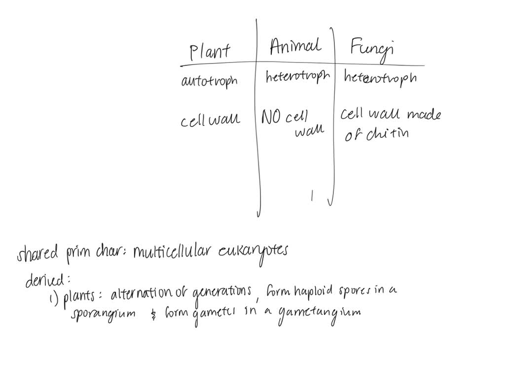 compare and contrast the plant animal and fungal kingdoms describe the  shared primitive characteristics among them and the shared derived  characteristics of each