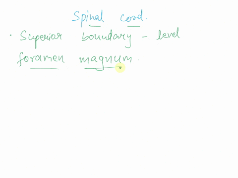 the-superior-boundary-of-the-spinal-cord-is-at-the-level-of-the-73523