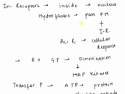 arrange-the-following-events-that-happen-when-a-growth-factor-binds-to-its-receptor-in-the-correct-order-of-sequence-1-the-ras-protein-is-activate-2-the-receptor-binds-to-the-growth-factor-f-80766