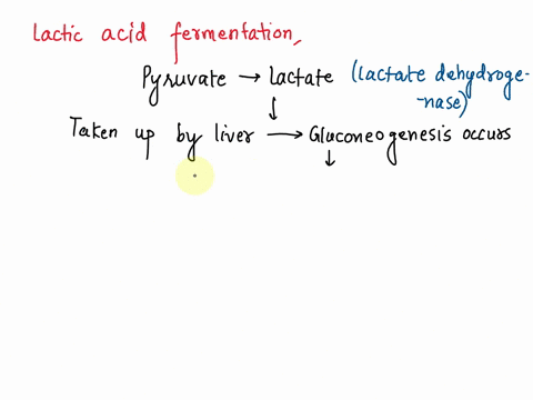 lactic-acid-lactate-is-often-considered-to-be-a-metabolic-waste-an-unusable-end-product-of-anaerobic-respiration-however-liver-cells-produce-an-enzyme-lactate-dehydrogenase-which-reverses-th-37712