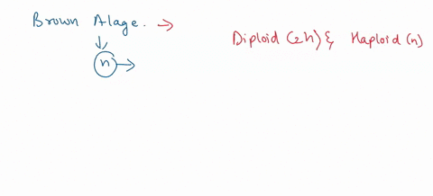 in-life-cycles-of-brown-algae-with-an-alternation-of-generations-multicellular-haploid-forms-alternate-with-unicellular-diploid-unicellular-haploid-multicellular-diploid-multicellular-haploi-61313