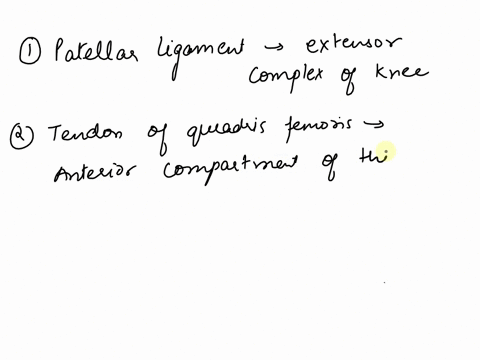 palmodels-skeletal-system-joints-quizquestion-14-which-structure-is-highlighted-opatellar-ligament-otendon-of-quadriceps-femoris-otibial-collateral-ligament-oanterior-cruciate-ligament-a-37582