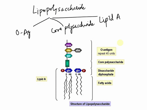 the-polysaccharide-portion-of-the-lipopolysaccharide-in-gram-negative-bacteria-cellwall-is-the-endotoxin-which-is-released-by-the-disintegration-or-lysis-of-the-gramnegative-bacterial-cellst-63826