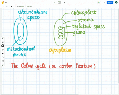 the-diagram-represents-part-of-a-plant-cell-identify-the-location-in-the-plant-cell-where-carbon-dioxide-fixation-occurs-the-diagram-represents-part-of-plant-cell-identify-the-location-in-th-97556