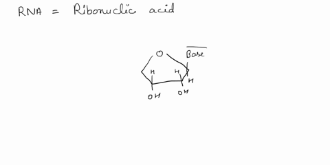 question-4-which-of-the-following-is-not-found-in-rna-pyrimidines-uracil-phosphodiester-bond-deoxyribose-95242