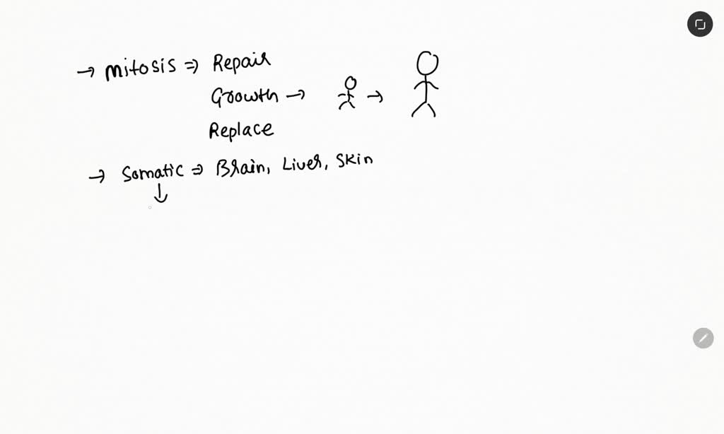 solved-in-mitosis-a-parent-cell-divides-to-form-two-genetically