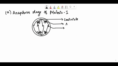 suppose-you-are-heterozygous-for-two-genes-that-are-located-on-different-chromosomes-you-carry-alleles-a-and-a-for-one-gene-and-alleles-b-and-b-for-the-other-draw-a-diagram-illustrating-what-happens-t